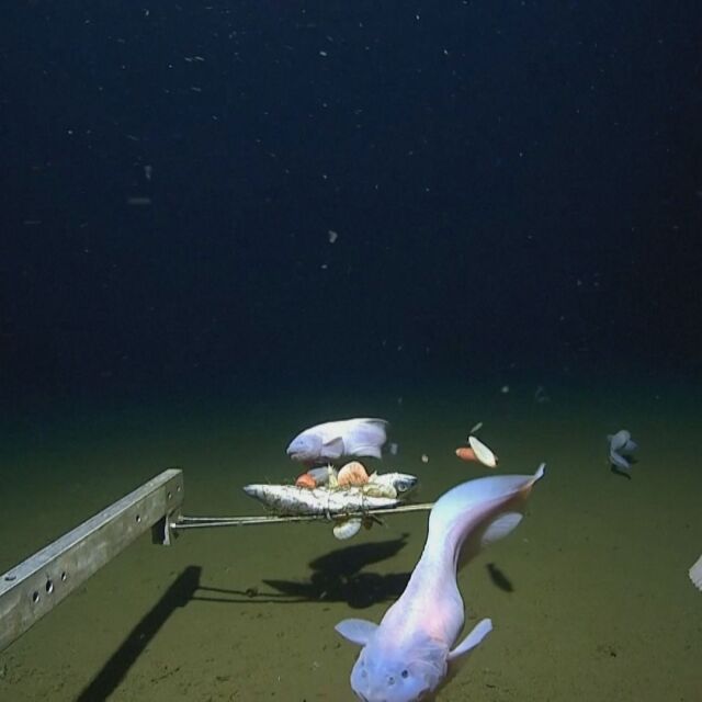 Световен рекорд: Вижте най-дълбоко заснетата с камера риба (ВИДЕО)
