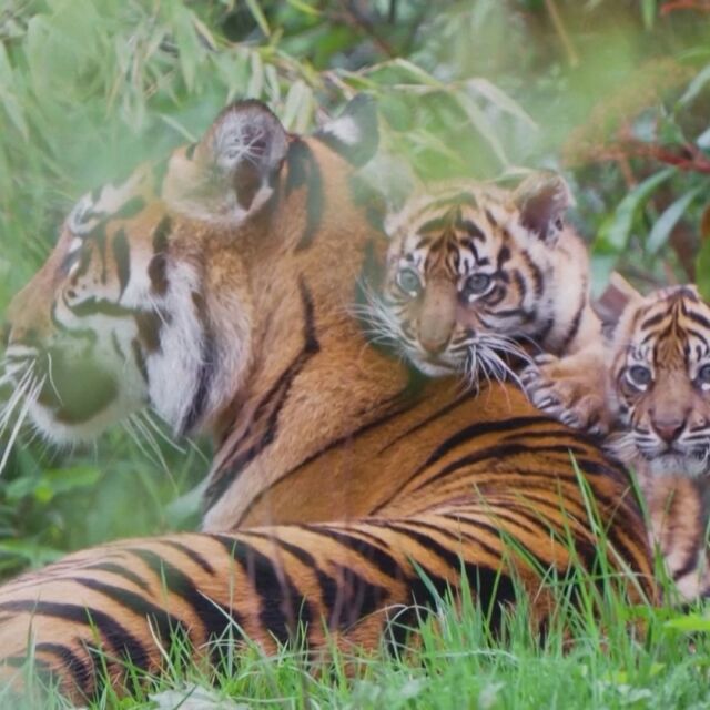 Две новородени: Надежда за оцеляването на суматранския тигър като подвид (ВИДЕО)