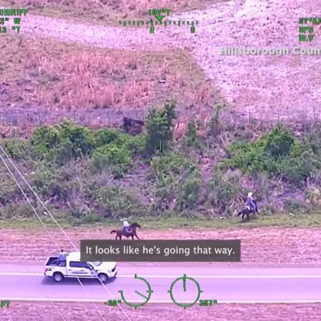 Полицаи смениха колите с коне заради буйна крава на магистрала (ВИДЕО)