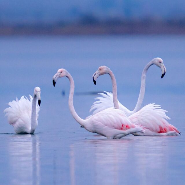 Розовото фламинго избяга от Поморийското езеро