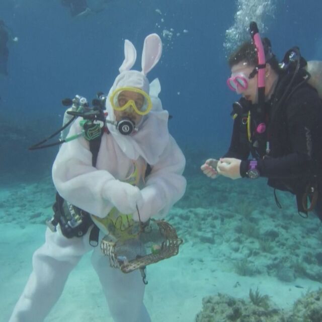 Забавен лов на великденски яйца: Подводен заек ги скри за водолазите край Флорида