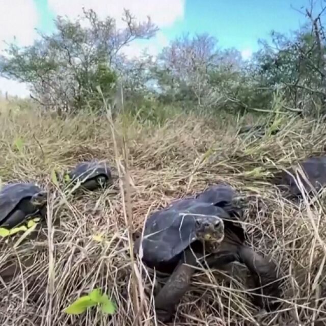 90 костенурки са пуснати в дивата природа на остров Галапагос (ВИДЕО)