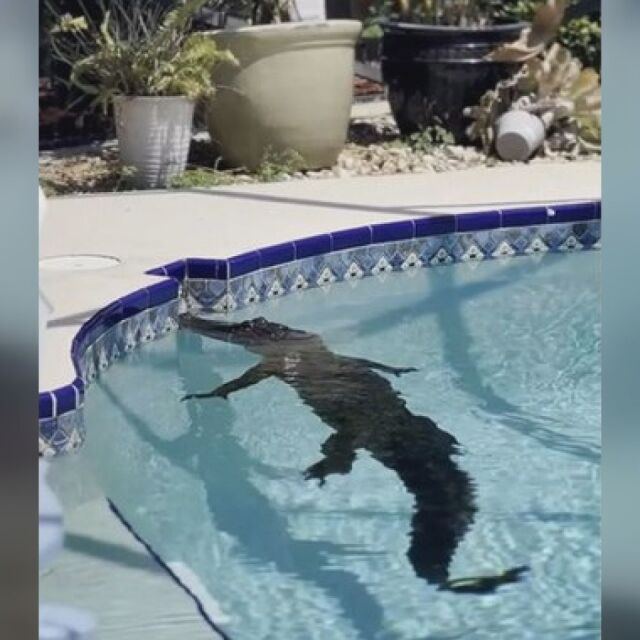 Неканен гост: Семейство откри алигатор да плува в басейна им (ВИДЕО)