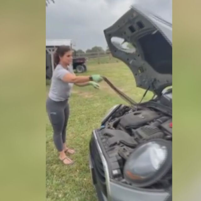 Борба: Змия се скри в кола, жена я дърпа за опашката (ВИДЕО)