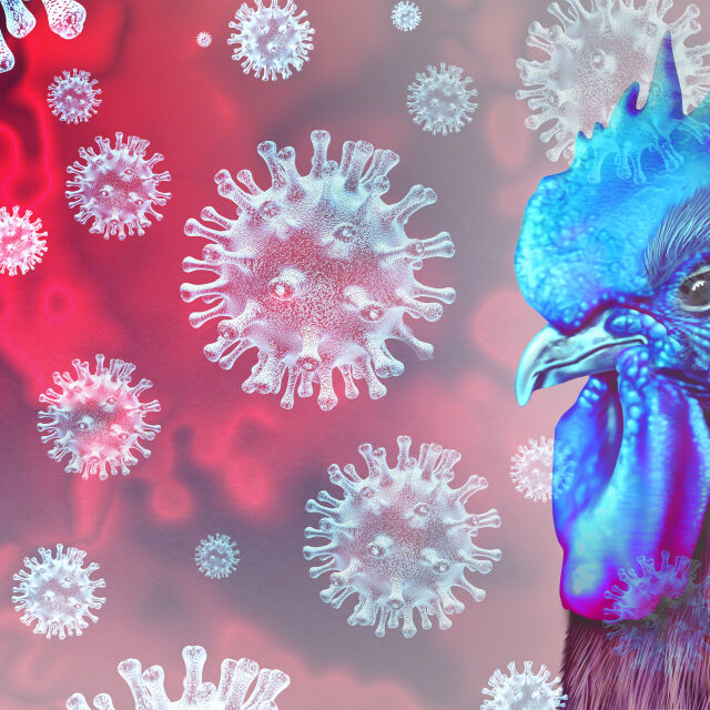 СЗО: Жена в Китай стана първият човек, починал от птичи грип H3N8