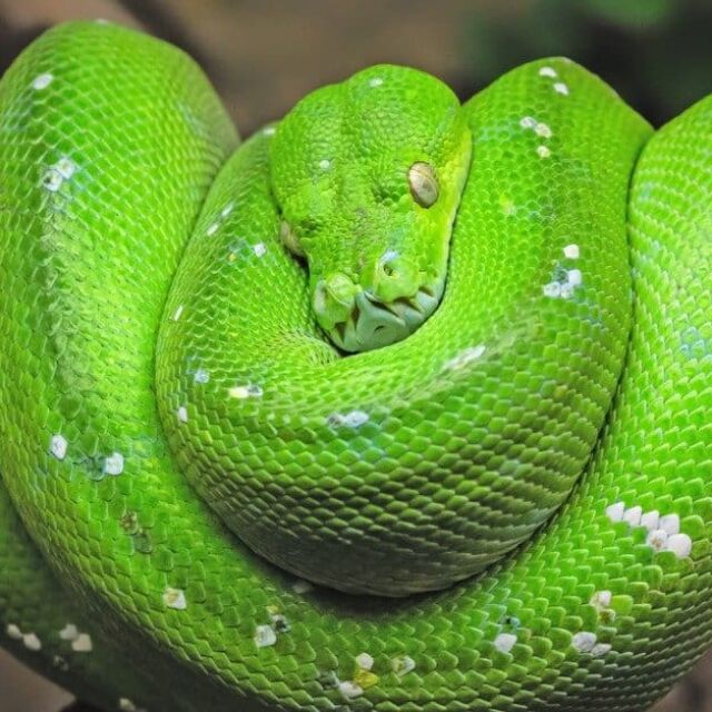 Това е най-скъпата змия на света