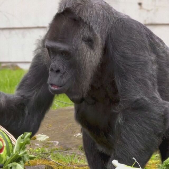 Най-възрастната горила в света отпразнува рождения си ден (ВИДЕО)