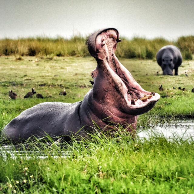 "Бях до кръста в гърлото на хипопотам": Мъж оцелява след тежки нападения