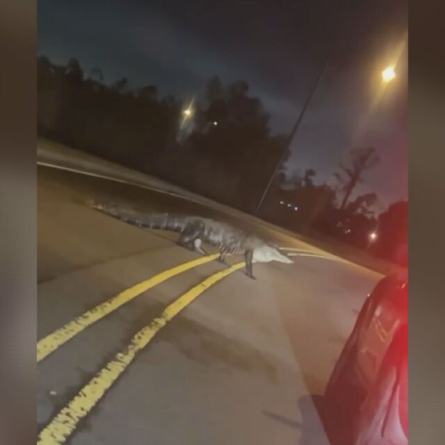 Огромен алигатор се разхожда по улица (ВИДЕО)