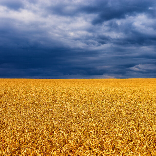 България и още 4 държави искат от ЕК да наложи мита върху украинското зърно