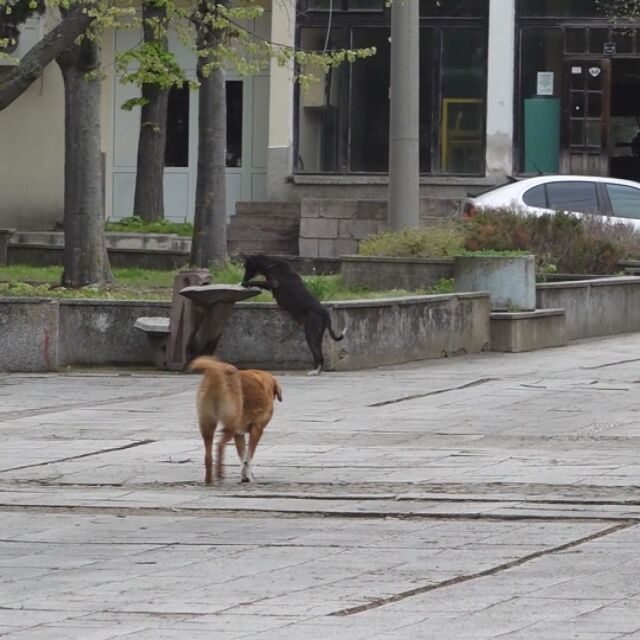 „Няма как спокойно да разходиш детето“: Нападения от глутници кучета в Каблешково