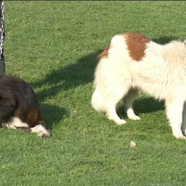 Изложба на каракачанските кучета се провежда в Железница