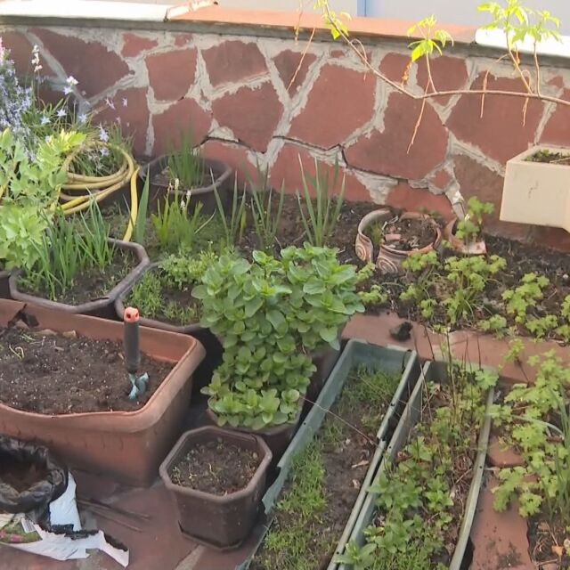 Градина на покрива на блок: Да отгледаш зеленчуци, подправки и цветя в градска среда