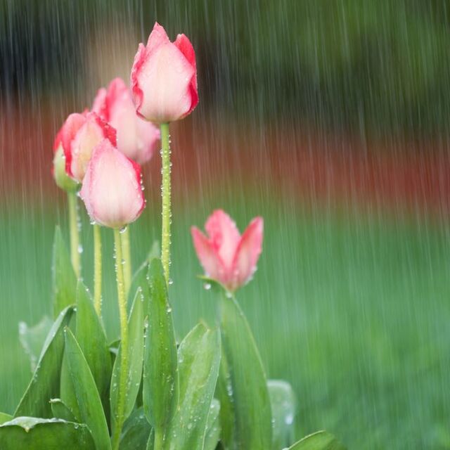 Георги Рачев: „Сбъркано време“ ще доведе до сериозна облачност и повсеместни валежи 