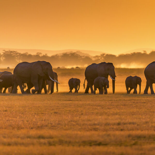 Ботсвана заплаши Германия с 20 000 слона