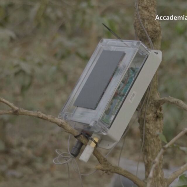  Срещу промените на климата: „ Окабеляват “ кафеени растения 