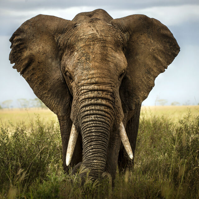 Слон уби туристка по време на сафари (ВИДЕО)