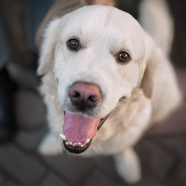 „Прекалено игрив и дружелюбен“: Куче се провали в полицейската академия, но стана звезда в спасяването