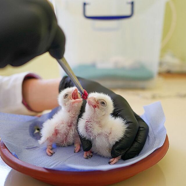  „ Зелени Балкани “: Първите ловни соколчета за годината се излюпиха 