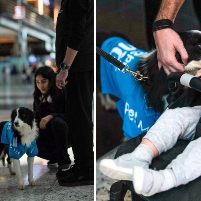 Пет кучета помагат на разтревожени пътници на летище близо до България (ВИДЕО)