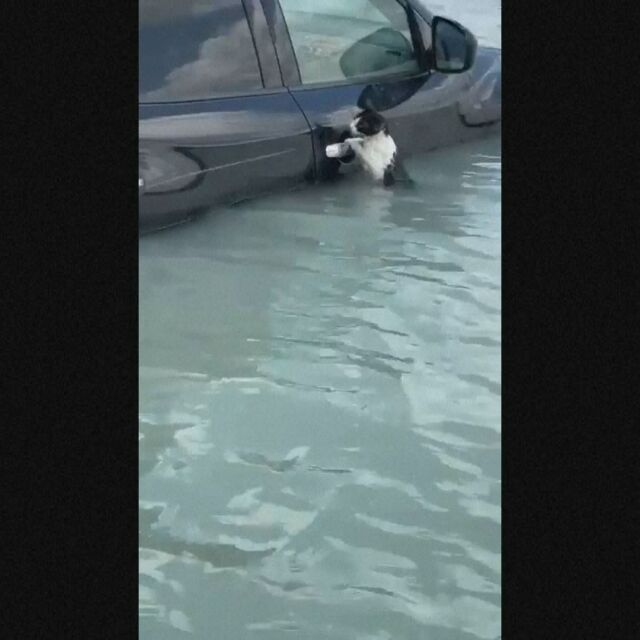  Полицията в Дубай избави котка от удавяне (ВИДЕО) 