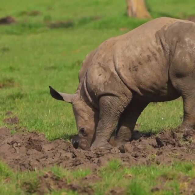  100-килограмово бебе: Новородено носорогче радва посетителите в зоопарка в Лондон 