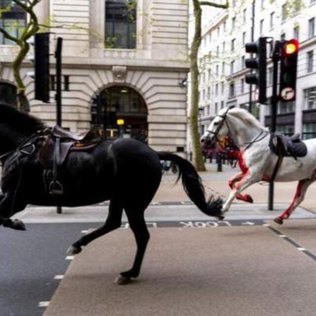 Подивели коне избягаха от кавалерията и раниха хора в центъра на Лондон (ВИДЕО)