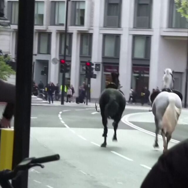 След хаоса в центъра на Лондон: Заловиха и петте коня, избягали от кралската кавалерия