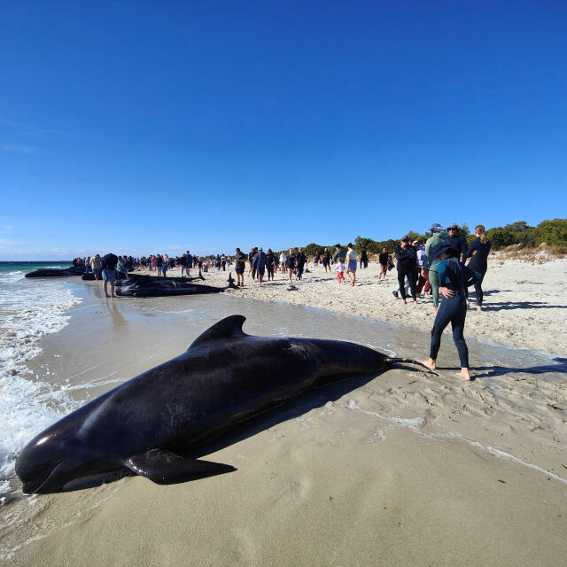 Заседнали китове препълниха плаж (ВИДЕО)