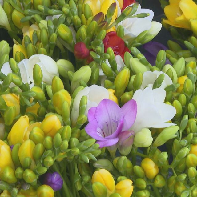  Лазаровден и Цветница: Какви ще са цените на цветята по празниците? 