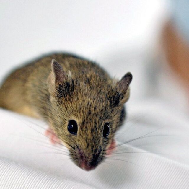 Мишки мутанти връщат "черната смърт" в Европа? 