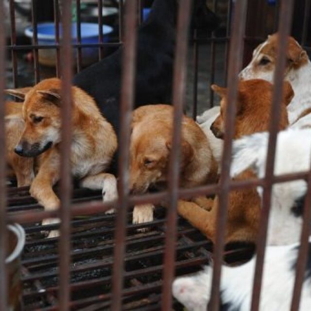 „Военна операция“ спаси десетки кучета и котки от китайска кланица