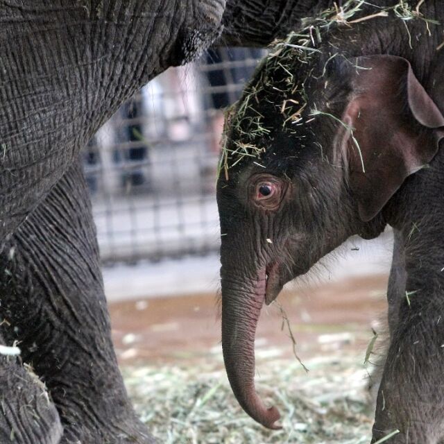 Нова звезда в зоопарка: Слончето Травис направи своя дебют пред публика