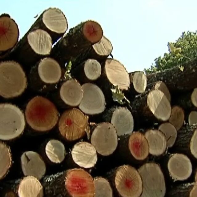 Парламентът наложи мораториум върху износа на дървесина 