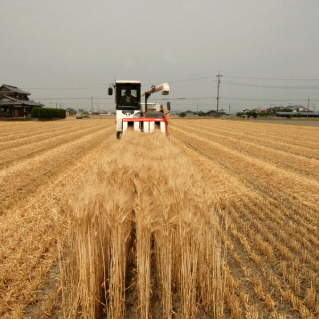 След като отново ще внасяме зърно от Украйна: Отпускат 63 млн. лева за производителите