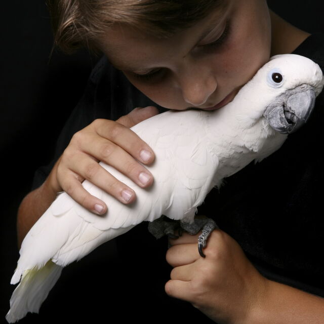 Какаду – най-преданият папагал