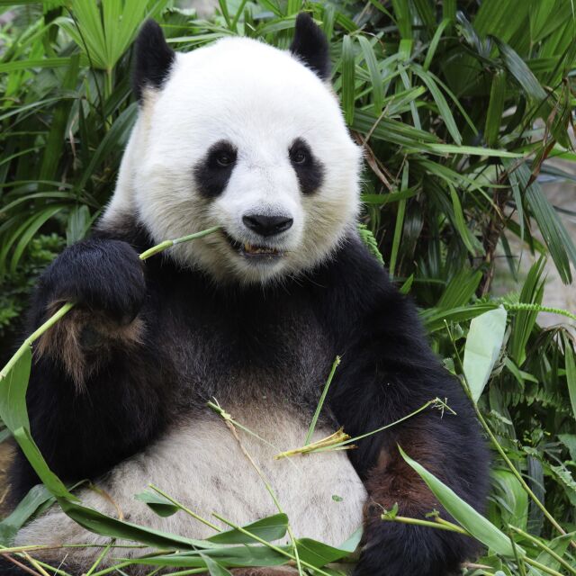 Уолонг – райската обител на пандите