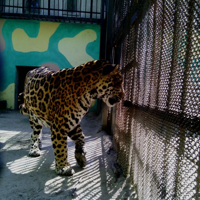 Зоопаркът, от който избяга ягуарът Алонсо, работи без лиценз