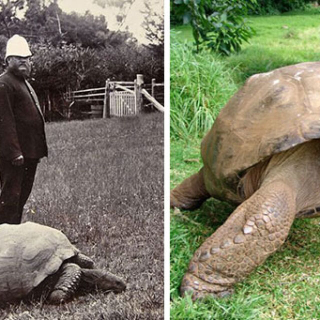 Джонатан костенурката – през 1902-а и днес