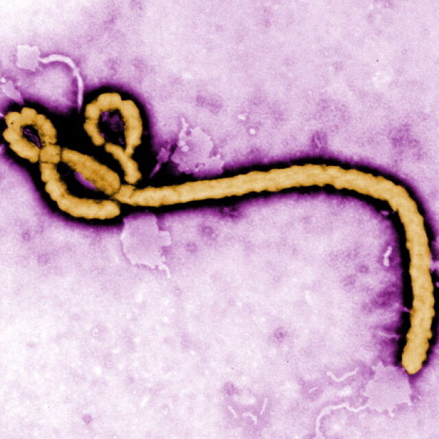 Българин със съмнения за ебола в столицата (ОБОБЩЕНИЕ)