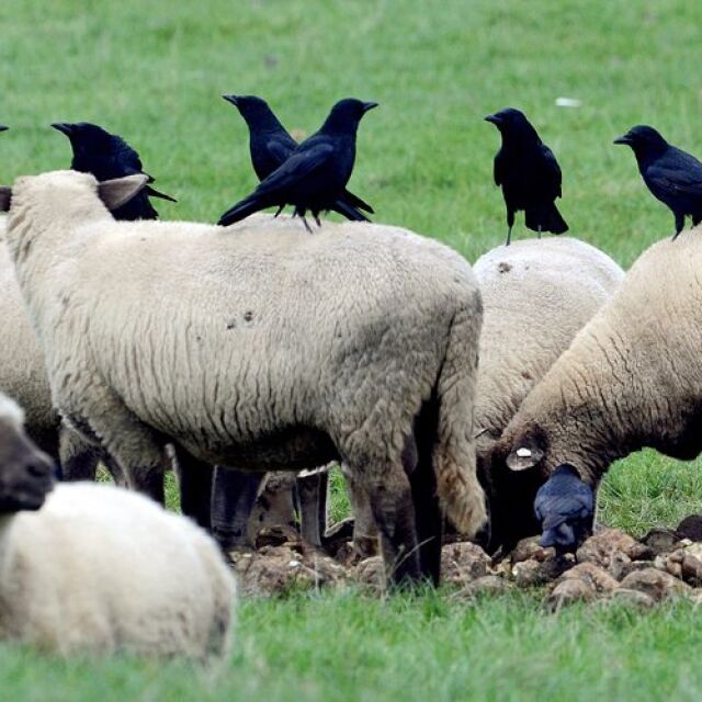 Фермер беше осъден след евтаназията на 226 овце
