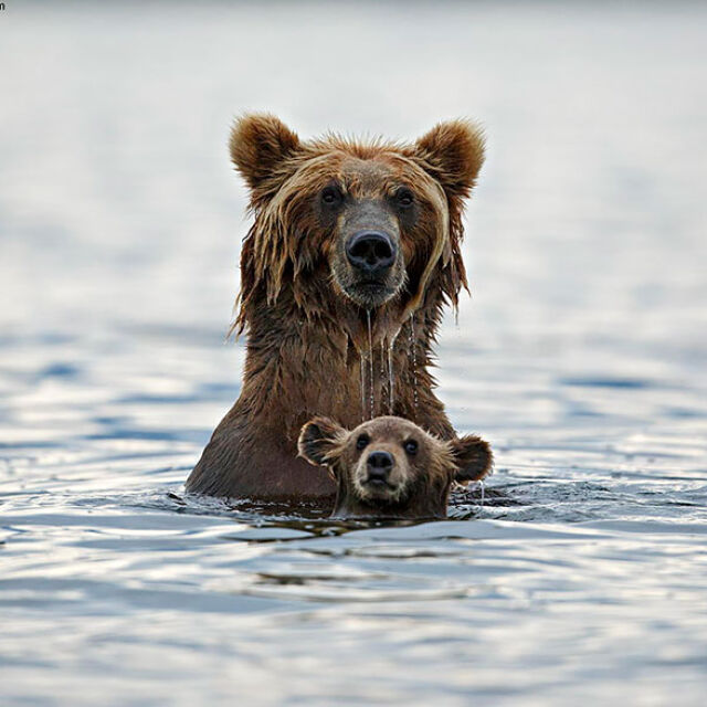 20 примера как мама меца учи малкото си да бъде истинска мечка