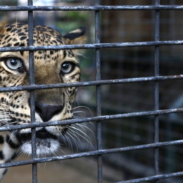 Опасно селфи: Леопард ухапа момиче в зоопарка във Варна