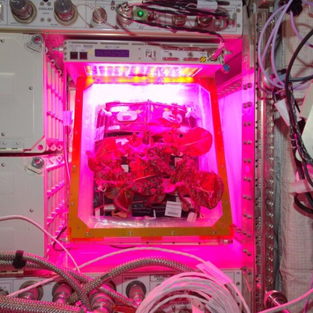 Днес астронавтите ще опитат първите зеленчуци, отгледани в Космоса
