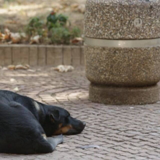 Над 30 кучета са отровени във Враца за седмица