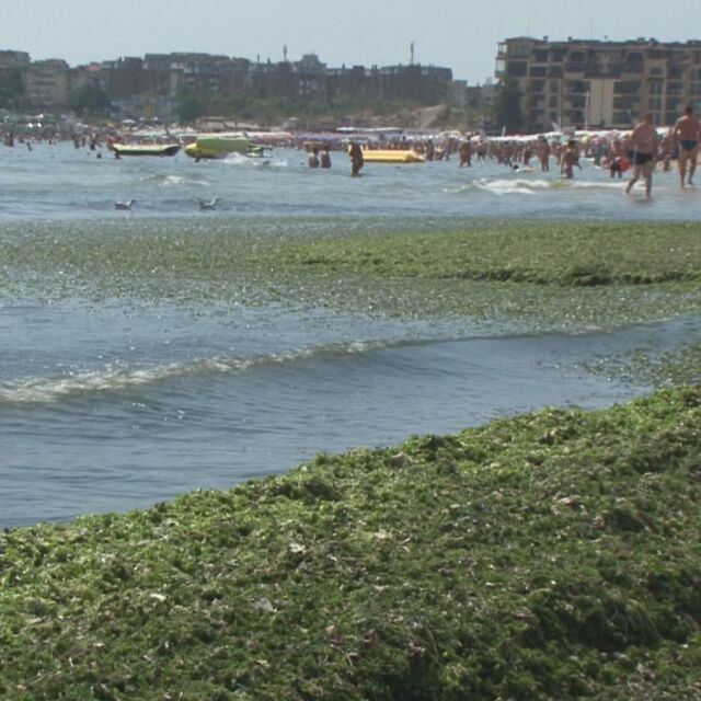 Миризма на фекалии на плажа в Слънчев бряг притеснява туристи