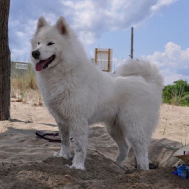 Ще има ли наказани за убийството на домашно куче на плажа във Варна