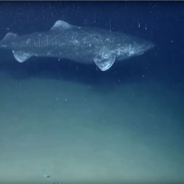 Най-старото гръбначно животно в света – гренландската акула