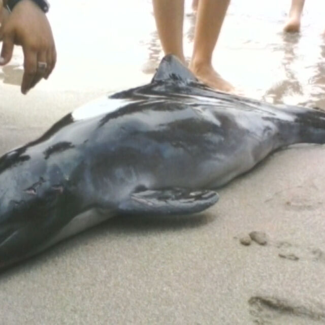 Летовници опитаха сами да спасят делфинче в Ахтопол, не успяха