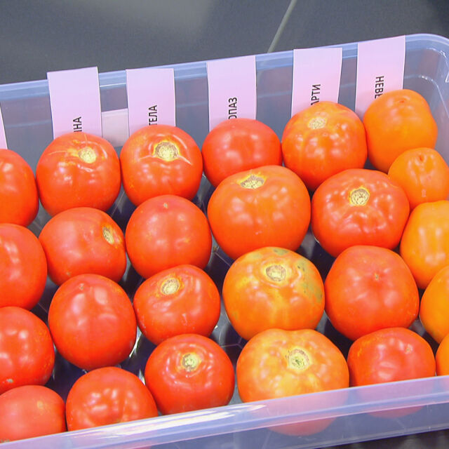 Цената на доматите у нас скача с до 40% след забраната им за износ от Турция
